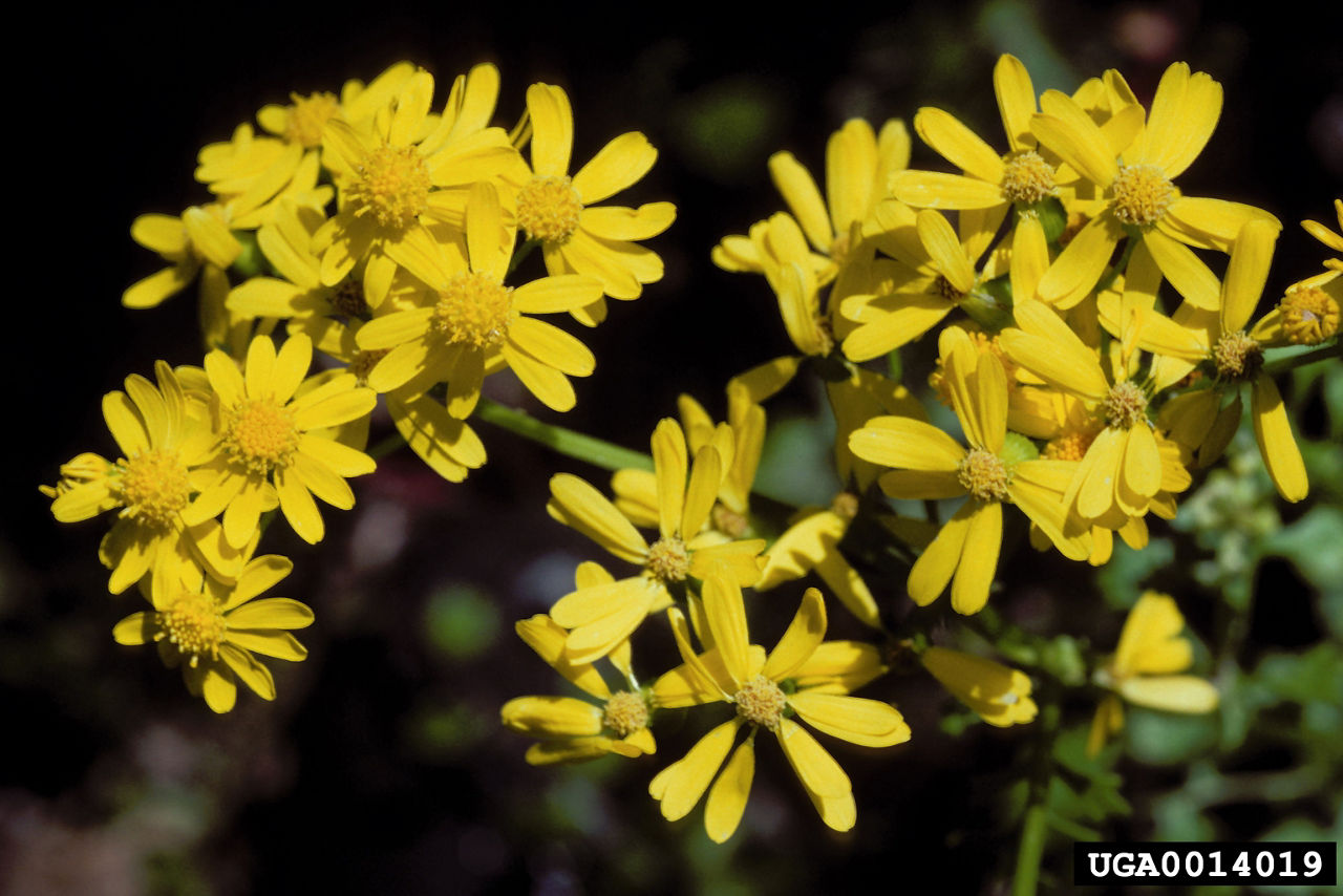 Cressleaf groundsel (Packera glabella)